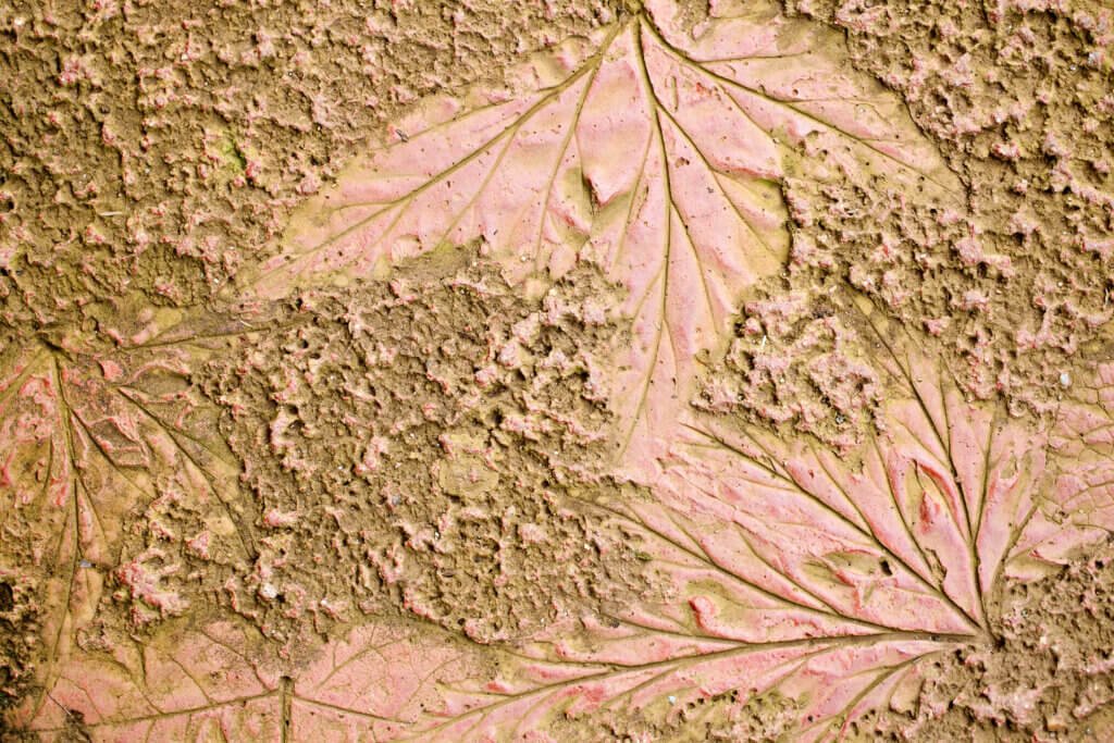 biophilic design 